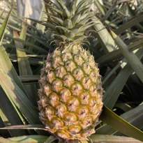 草木花生活 金钻凤梨 2.25-2.5kg